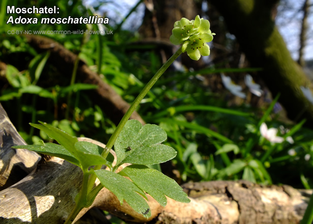 Moschatel: Adoxa moschatellina. British and Irish Wildflower. Small. Green.