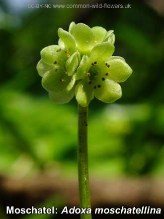 Moschatel: Adoxa moschatellina. British and Irish Wildflower. Small. Green.