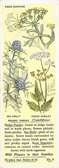 Celery Family, Tea Card, Typhoo Tea,  Wild Flowers in their Families, 2nd Series, 1937