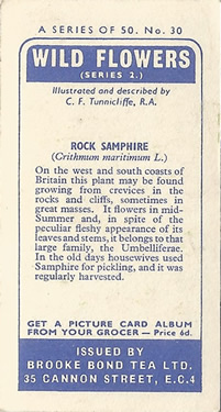 Rock Samphire: Crithmum maritimum. Tea card. Brooke Bond 'Wild Flowers', Series 2, 1959