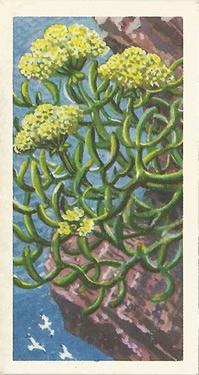 Rock Samphire: Crithmum maritimum. Tea card. Brooke Bond 'Wild Flowers', Series 2, 1959