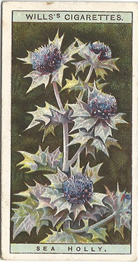 Sea Holly, Cigarette Card, W.D. & H.O. Wills, Wild Flowers 1923