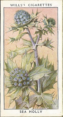 Sea Holly, Cigarette Card, W.D. & H.O. Wills, Wild Flowers 1936