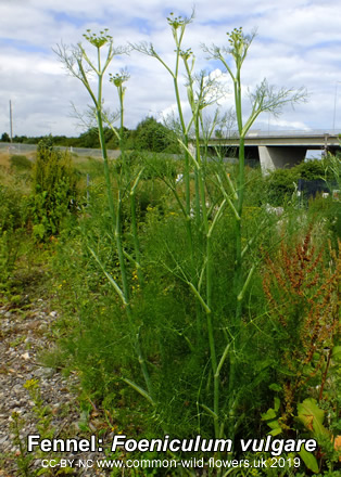 Fennel: Foeniculum vulgare