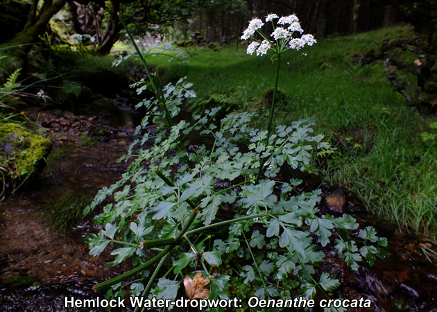 Hemlock Water-dropwort: Oenanthe crocata. Poisonous white wild flower UK.