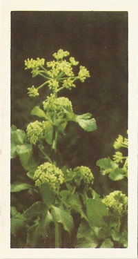 Alexanders, Picture, Tea Card, Brooke Bond Wild Flowers 1955