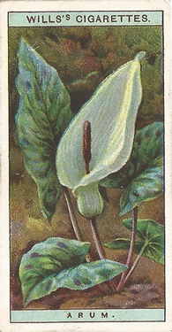 Arum, Cigarette Card, W.D. & H.O. Wills, Wild Flowers 1923