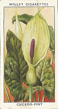 Cuckoo-Pint, Cigarette Card, W.D. & H.O. Wills, Wild Flowers, 1936