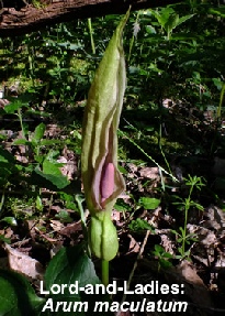 Lord-and-Ladies: Arum maculatum