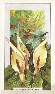 Lord-and-Ladies, Cigarette Card, Gallaher Wild Flowers 1939