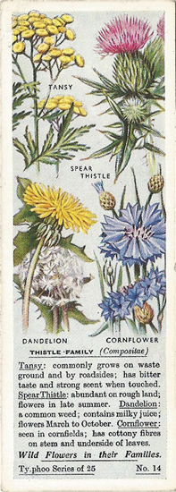 Thistle Family, Tea Card, Typhoo Tea,  Wild Flowers in their Families 1936