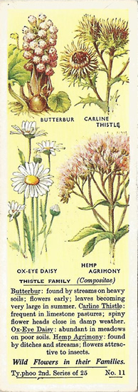 Thistle Family, Tea Card, Typhoo Tea,  Wild Flowers in their Families, 2nd Series, 1937