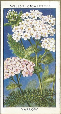 Yarrow, Cigarette Card, W.D. & H.O. Wills, Wild Flowers 1936