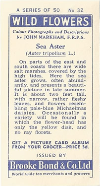 Sea Aster: Aster tripolium. Tea Card. Brooke Bond 'Wild Flowers' 1955