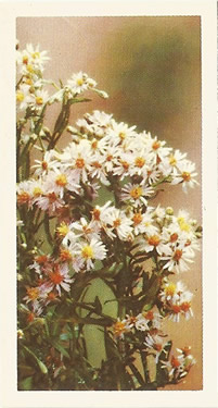 Sea Aster: Aster tripolium. Tea Card. Brooke Bond 'Wild Flowers' 1955