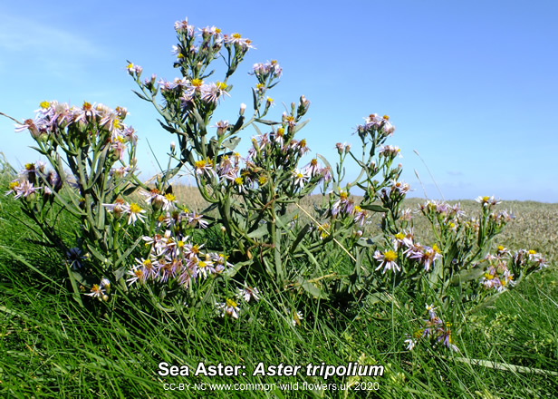 Sea Aster: Aster tripolium. Picture. British and Irish wildlower.