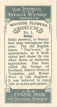 Daisy: Bellis perennis. Cigarette card. CWS 'Wayside Flowers' 1928