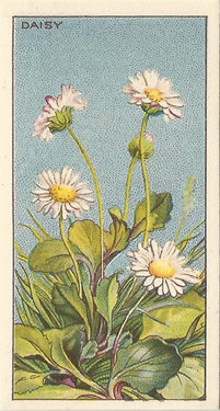 Daisy: Bellis perennis. Cigarette card. CWS 'Wayside Flowers' 1928