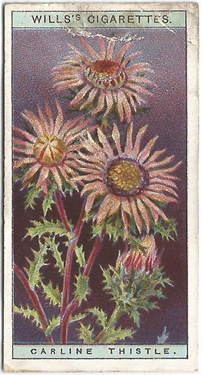 Carline Thistle, Cigarette Card, W.D. & H.O. Wills, Wild Flowers 1923