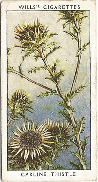 Carline Thistle, Cigarette Card, W.D. & H.O. Wills, Wild Flowers, 2nd Series, 1937