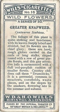 Greater Knapweed, Cigarette Card, W.D. & H.O. Wills, Wild Flowers 1923