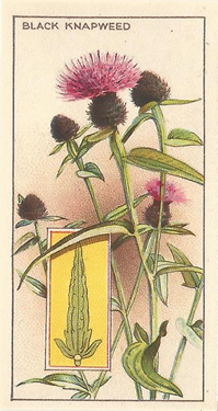 Common Knapweed, Cigarette Card, CWS Wayside Flowers 1928