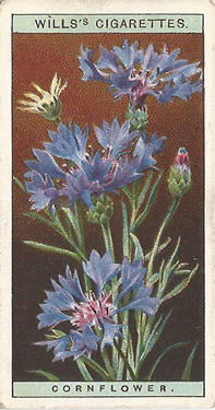 Cornflower, Cigarette Card, W.D. & H.O. Wills, Wild Flowers 1923