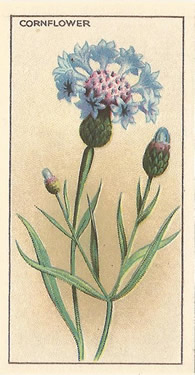 Cornflower, CWS Wayside Flowers 1928