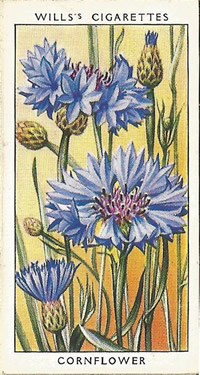 Cornflower, Cigarette Card, W.D. & H.O. Wills, Wild Flowers, 1936