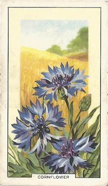 Cornflower, Cigarette Card, Gallaher Wild Flowers 1939