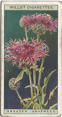 Greater Knapweed, Cigarette Card, W.D. & H.O. Wills, Wild Flowers 1923