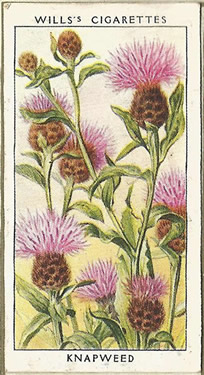 Knapweed, Cigarette Card, W.D. & H.O. Wills, Wild Flowers 1936
