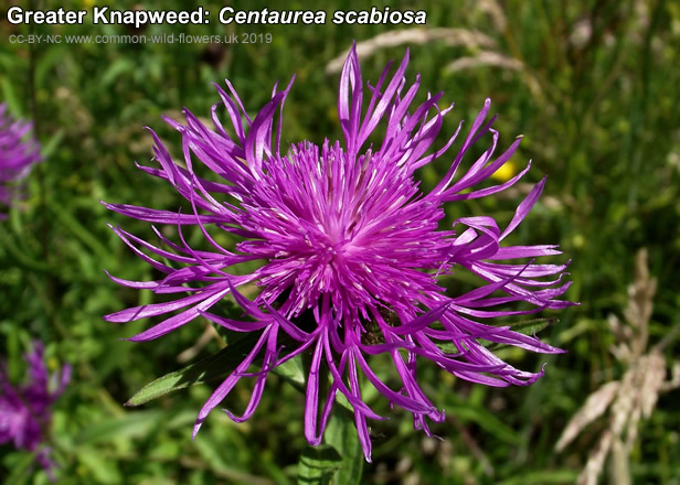 Greater Knapweed: Centaurea scabiosa. Purple wild flower.