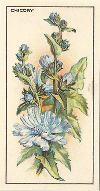Chicory or Succory, Cigarette Card, CWS Wayside Flowers 1928