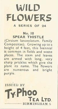 Spear Thistle. Tea card. Ty-Phoo 'Wild Flowers' 1961