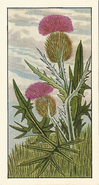Spear Thistle. Tea card. Ty-Phoo 'Wild Flowers' 1961