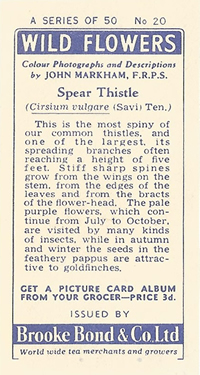 Spear Thistle. Tea card. Brooke Bond 'Wild Flowers' 1955