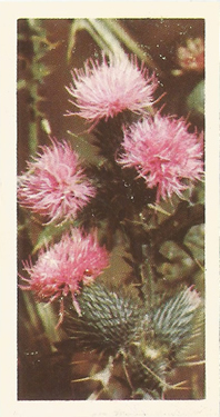 Spear Thistle. Tea card. Brooke Bond 'Wild Flowers' 1955