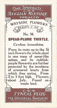 Spear-plume Thistle. Cigarette card. CWS 'Wayside Flowers' 1923