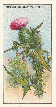 Spear-plume Thistle. Cigarette card. CWS 'Wayside Flowers' 1923