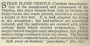 Spear Plume-thistle. Cigarette card. Will's 'Wild Flowers' 1936