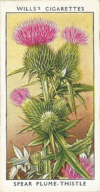 Spear Plume-thistle. Cigarette card. Will's 'Wild Flowers' 1936