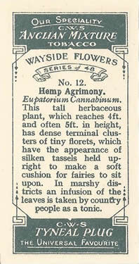 Hemp-agrimony: Eupatorium cannabinum. Cigarette card. CWS Wayside Flowers 1928