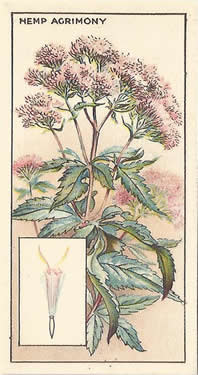 Hemp-agrimony: Eupatorium cannabinum. Cigarette card. CWS Wayside Flowers 1928