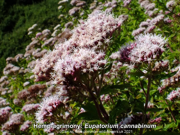 Hemp-agrimony: Eupatorium cannabinum. British and Irish wildflower.