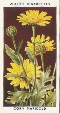 Corn Marigold, Cigarette Card, W.D. & H.O. Wills, Wild Flowers 1936