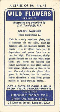 Golden-samphire : Inula crithmoides. Tea Card. Brooke Bond 'Wild Flowers', Series 3,1964