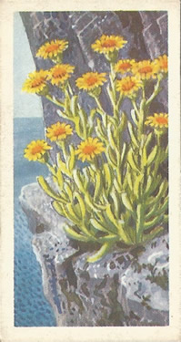 Golden-samphire : Inula crithmoides. Tea Card. Brooke Bond 'Wild Flowers', Series 3, 1964