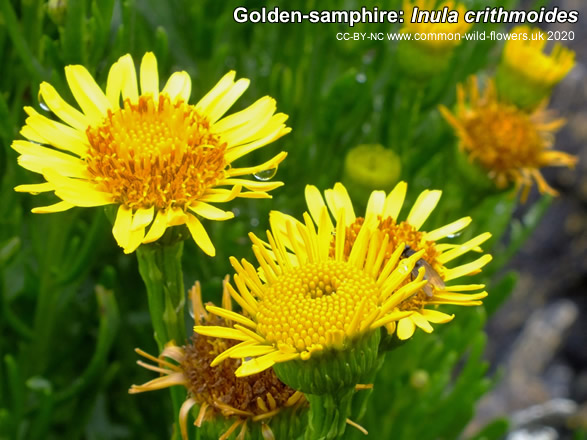 Golden-samphire : Inula crithmoides. British and Irish wildflower.