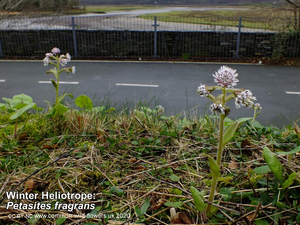 Winter Heliotrope: Petasites fragrans. Wildflower.